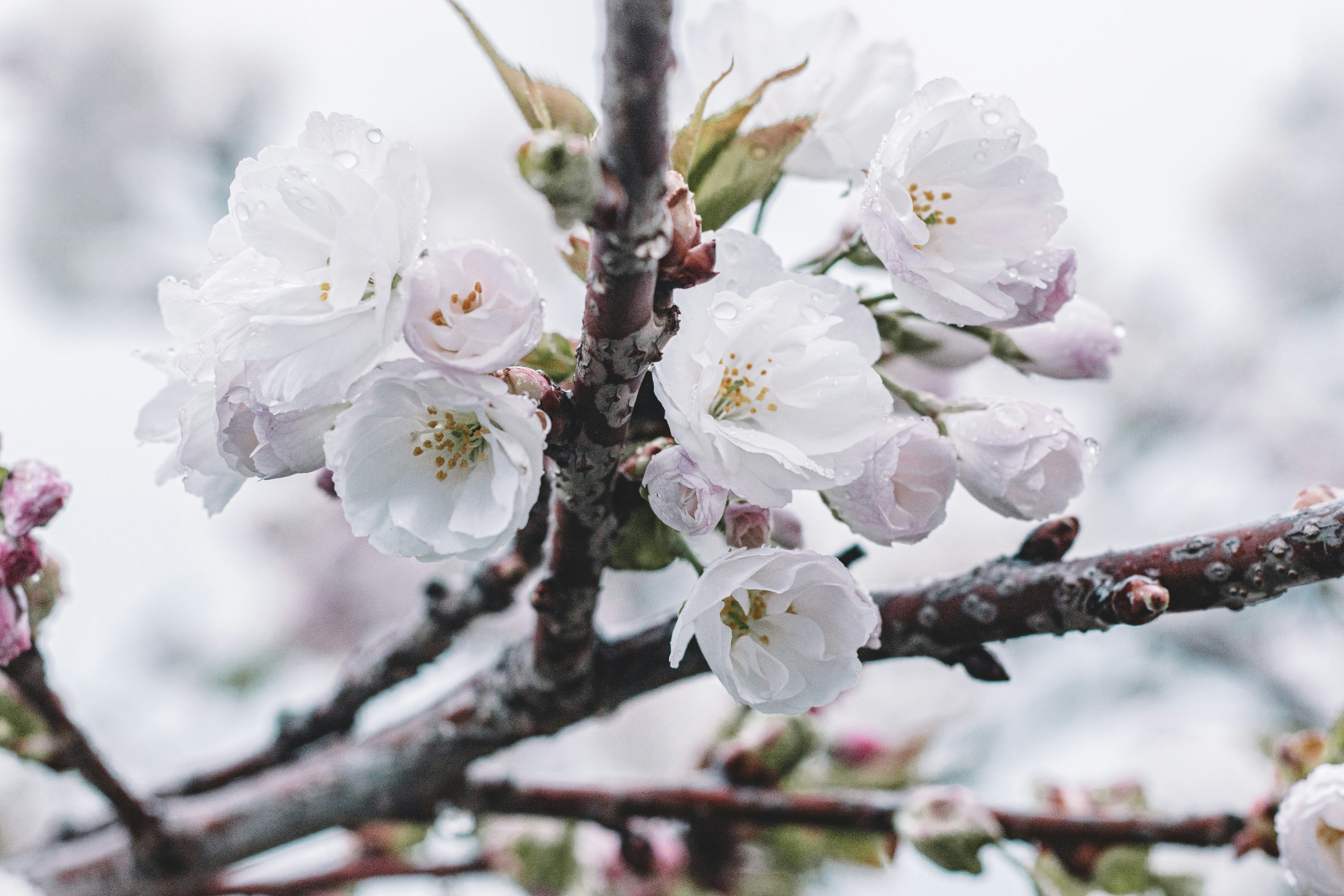 A close up of a tree with white flowers photo – Free Flowers Image on ...