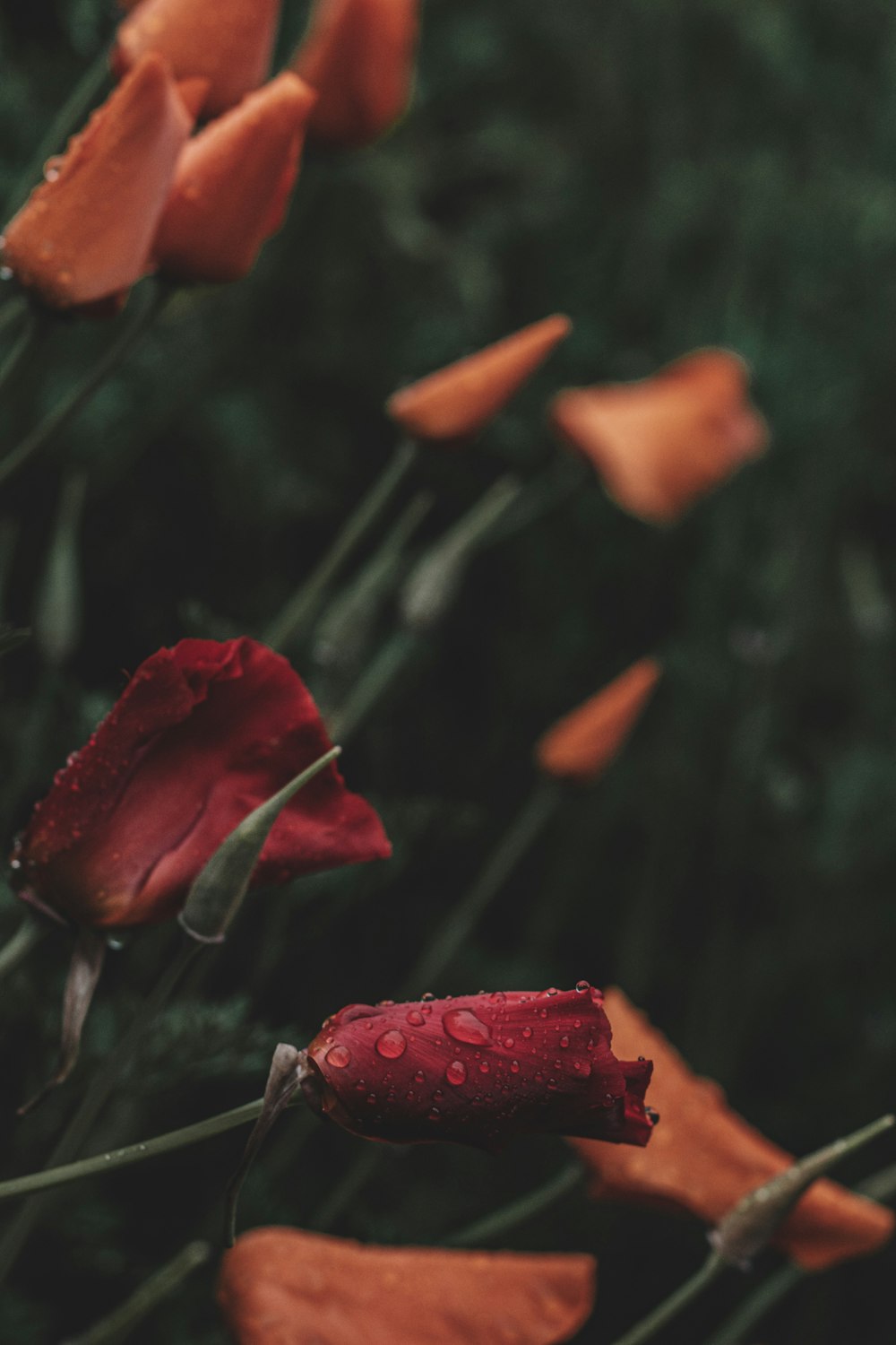 a bunch of red flowers with water droplets on them