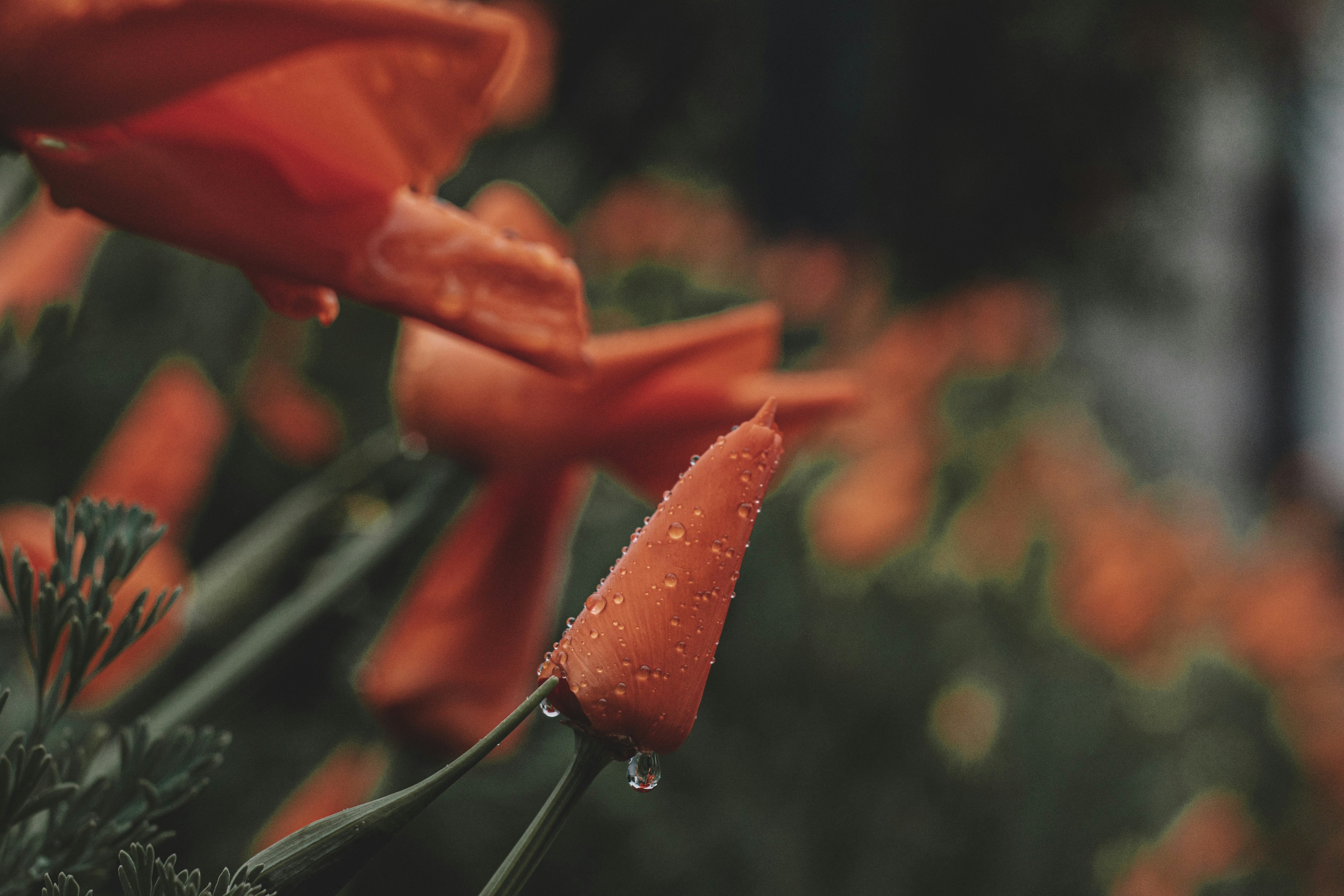 Photo by miekelauren