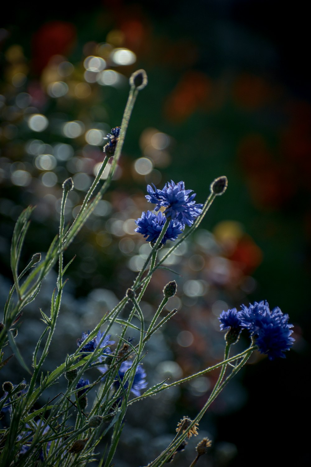 a close up of a bunch of blue flowers