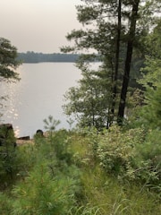 A peaceful lakeside retreat surrounded by tall pine trees under a soft morning light.
