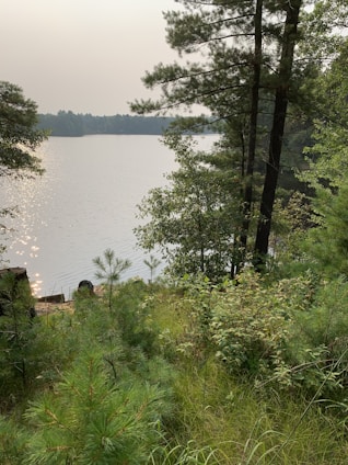 A peaceful lakeside retreat surrounded by tall pine trees under a soft morning light.