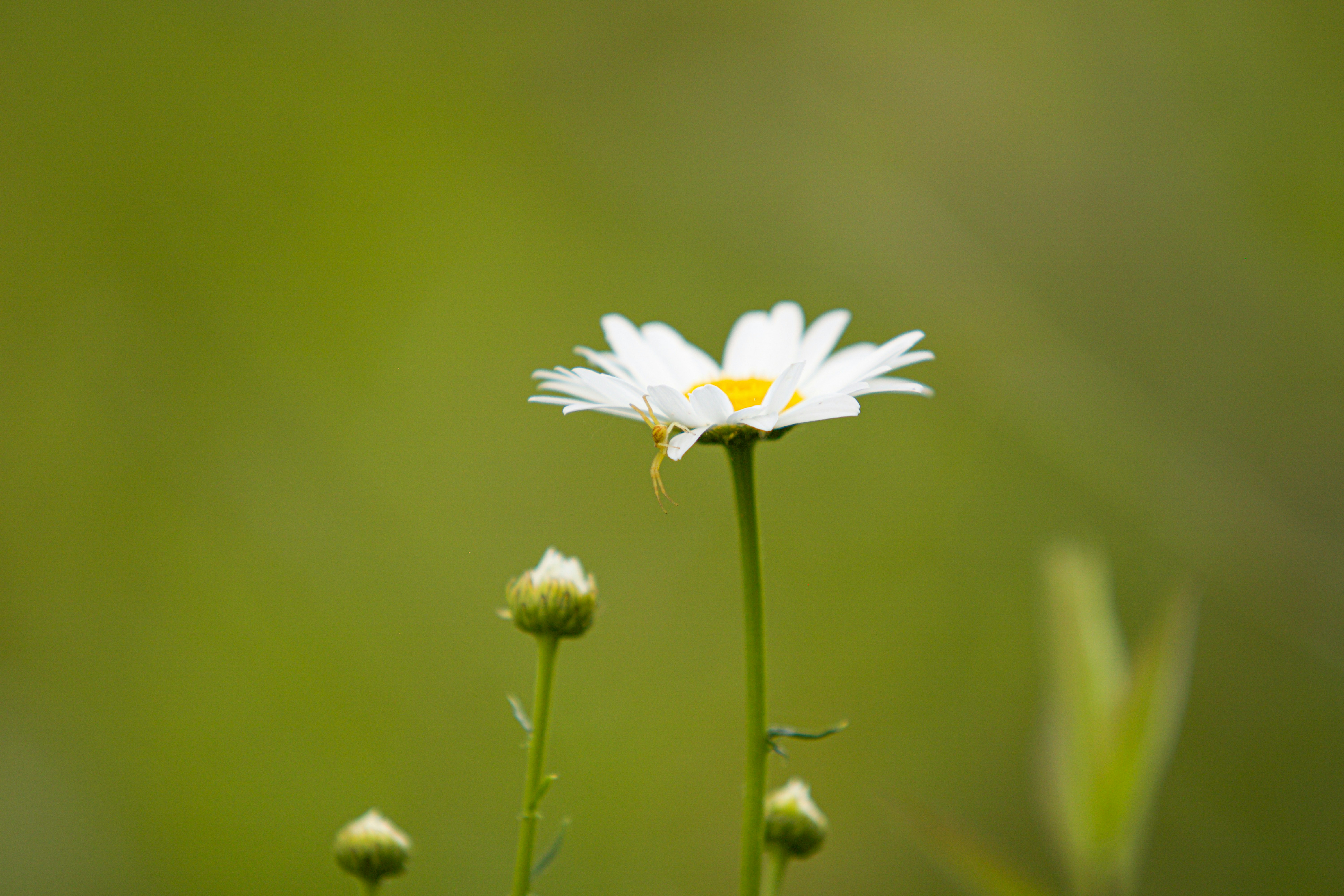 Photo by joseph_mulvaine