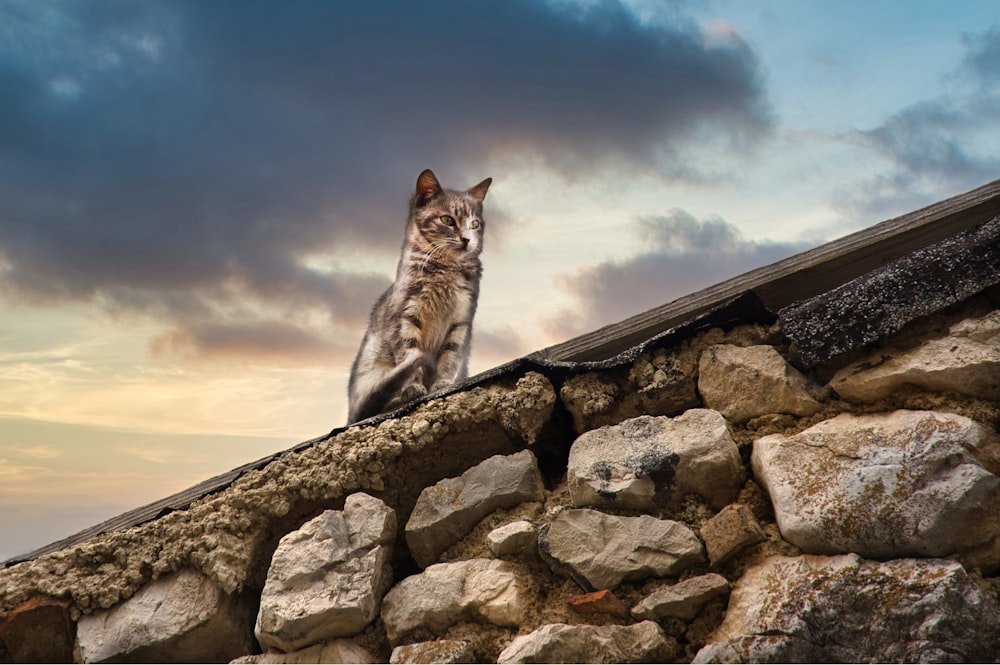 a cat sitting on top of a stone wall