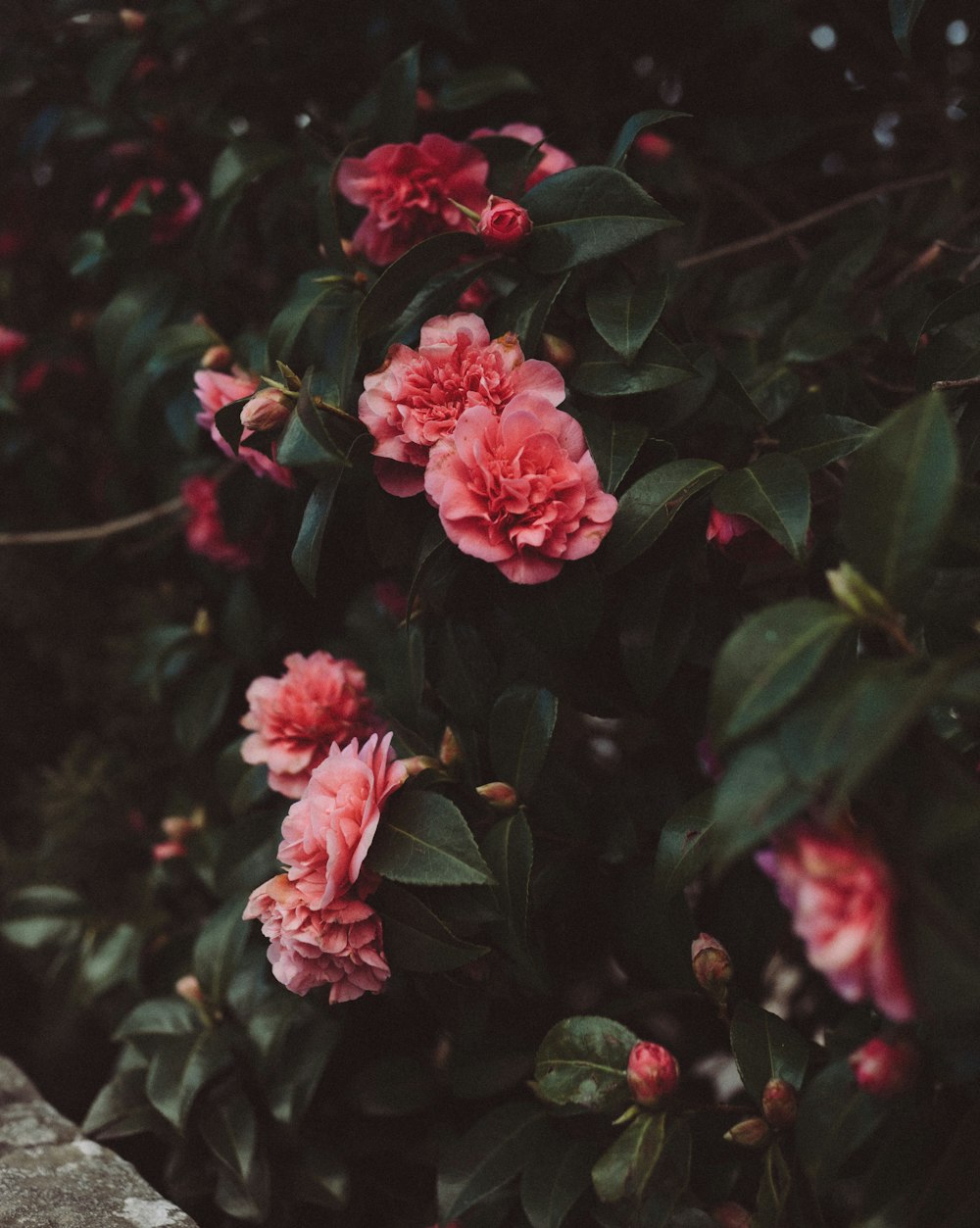 a bush of pink flowers with green leaves