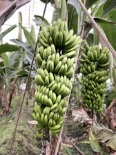 A large bunch of unripe, green bananas hangs from a banana plant. The surrounding foliage is lush with broad, green leaves, typical of a banana plantation.