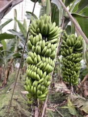 A large bunch of unripe, green bananas hangs from a banana plant. The surrounding foliage is lush with broad, green leaves, typical of a banana plantation.