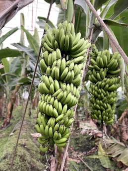 A large bunch of unripe, green bananas hangs from a banana plant. The surrounding foliage is lush with broad, green leaves, typical of a banana plantation.