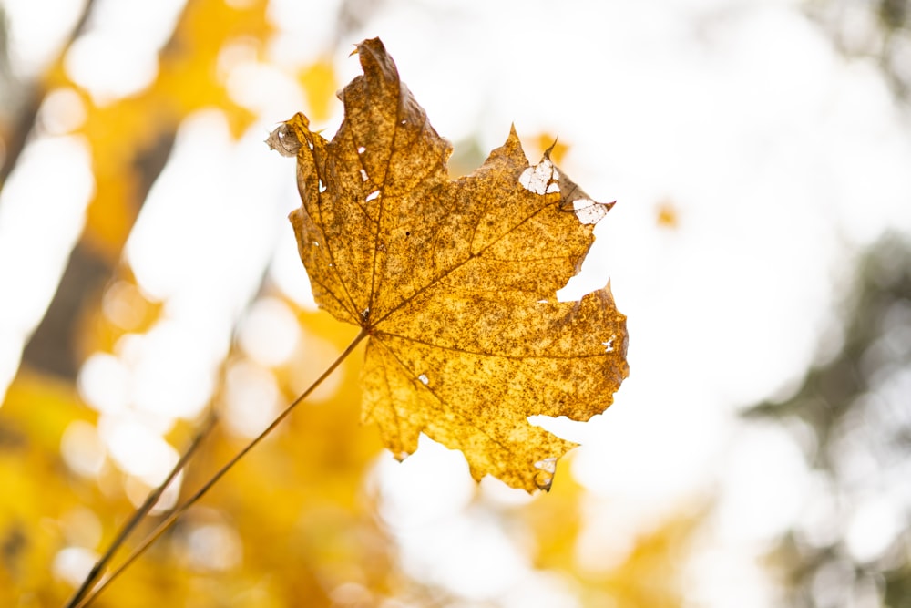 a leaf that is sitting on a branch