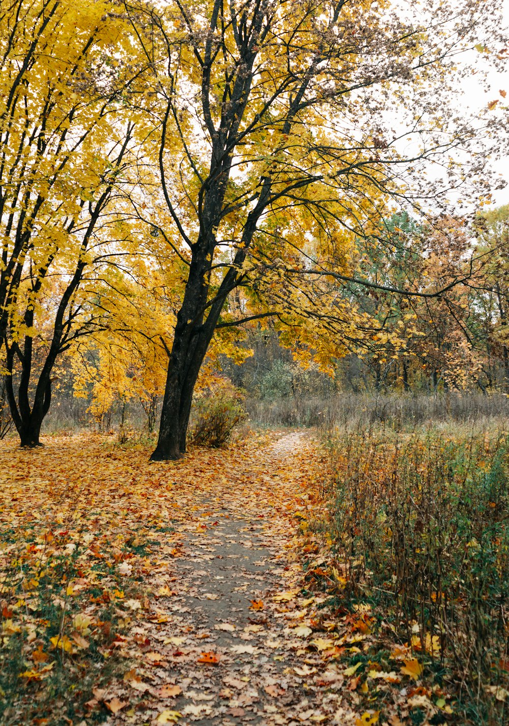 a path through a forest with lots of leaves on the ground