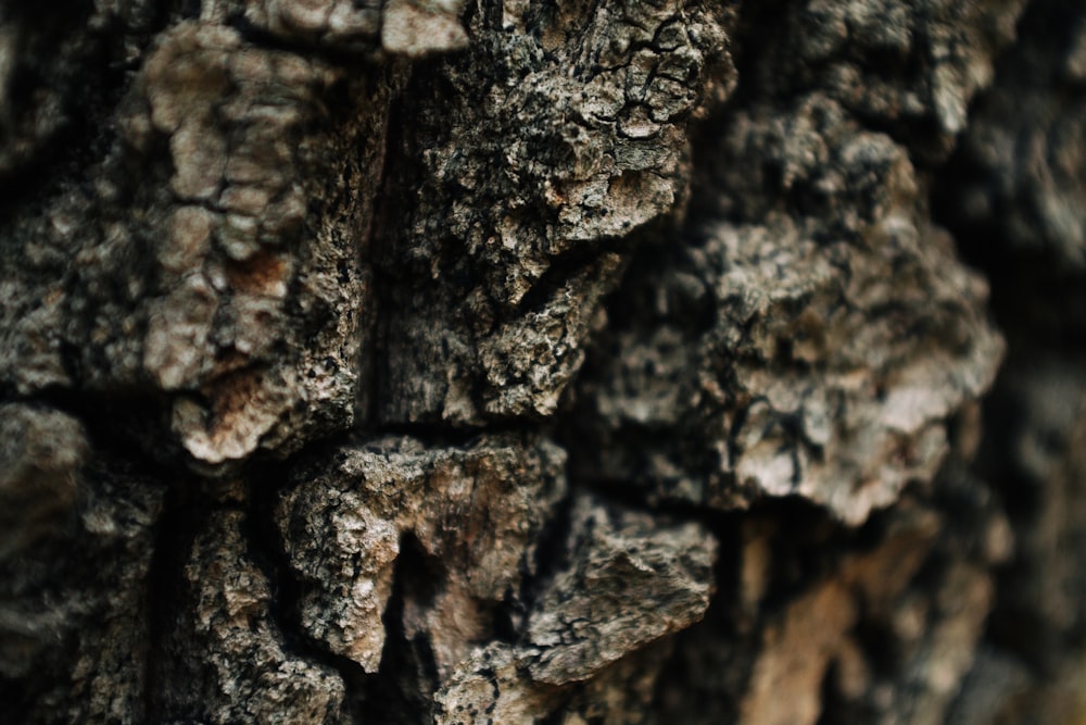 a close up of a tree bark texture