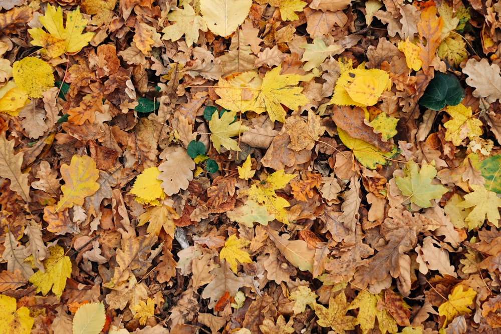 a bunch of leaves that are laying on the ground