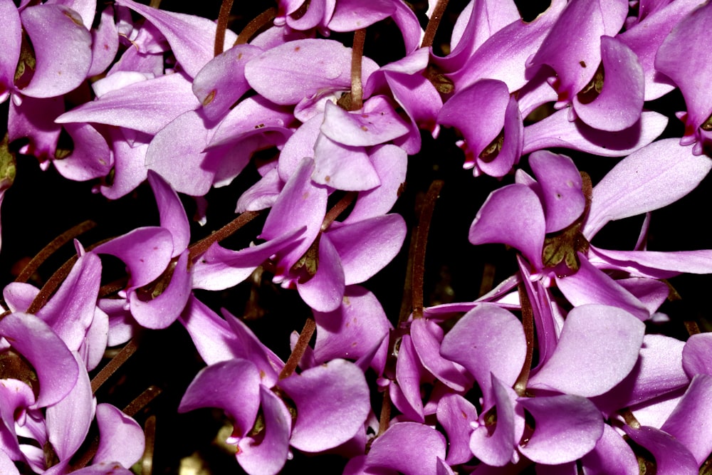 a bunch of purple flowers that are blooming