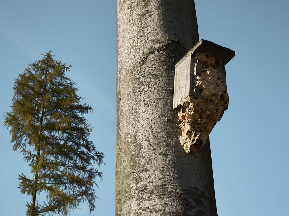 a tree with a birdhouse attached to it