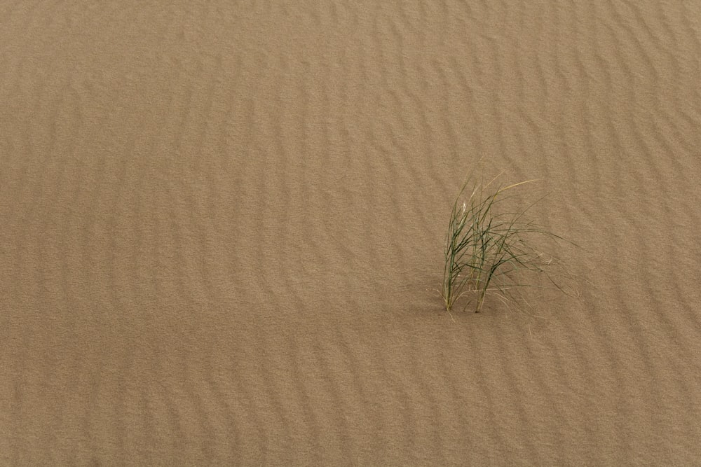 a small green plant in the middle of a desert