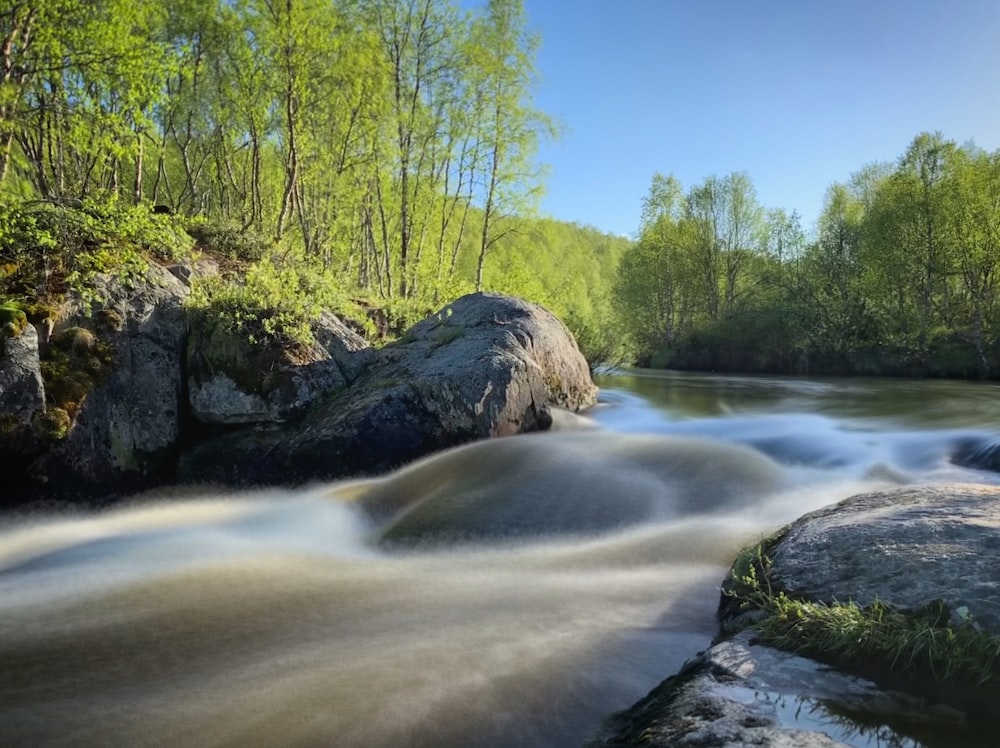 Un río que atraviesa un frondoso bosque verde