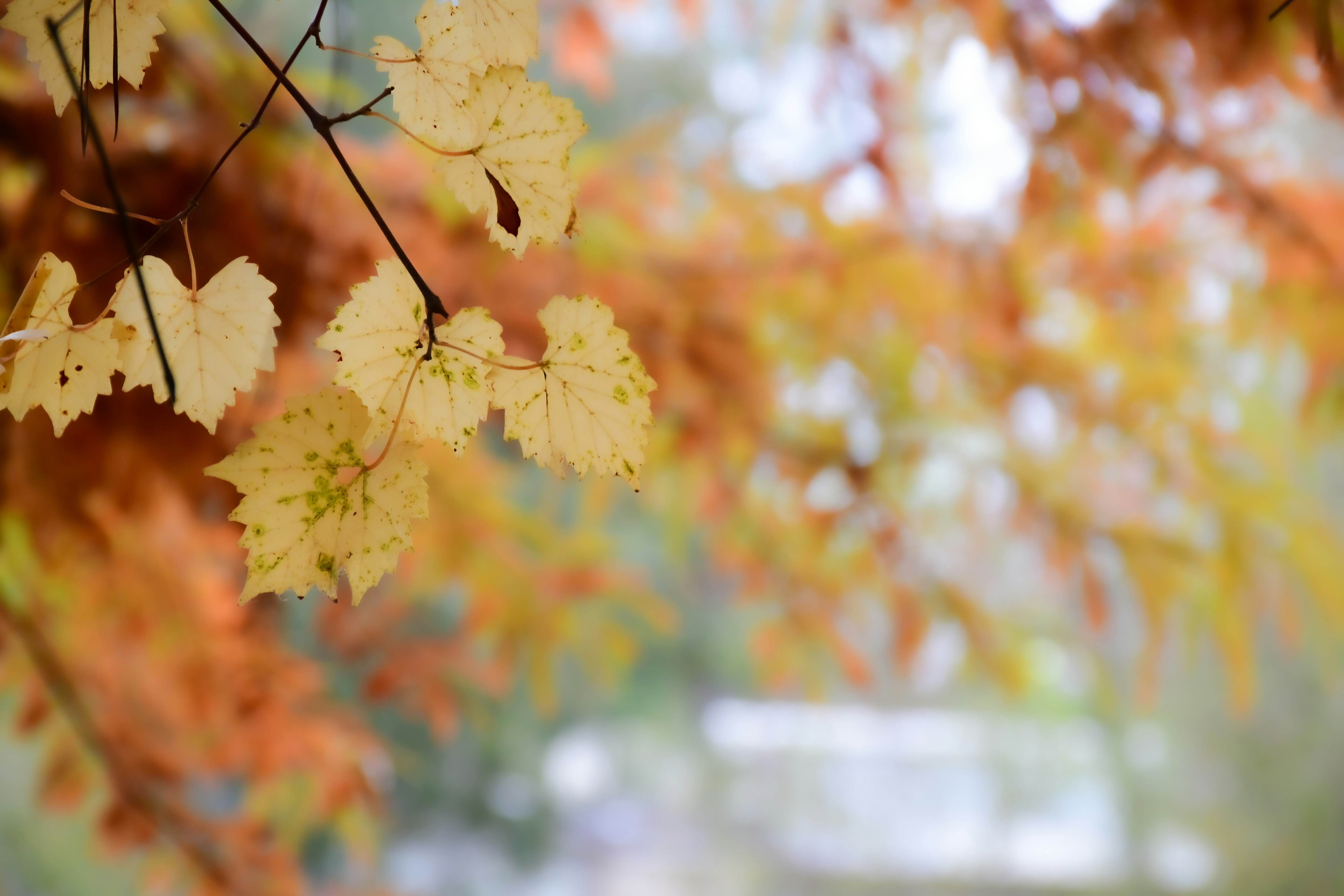 Photo by photosbyjeca