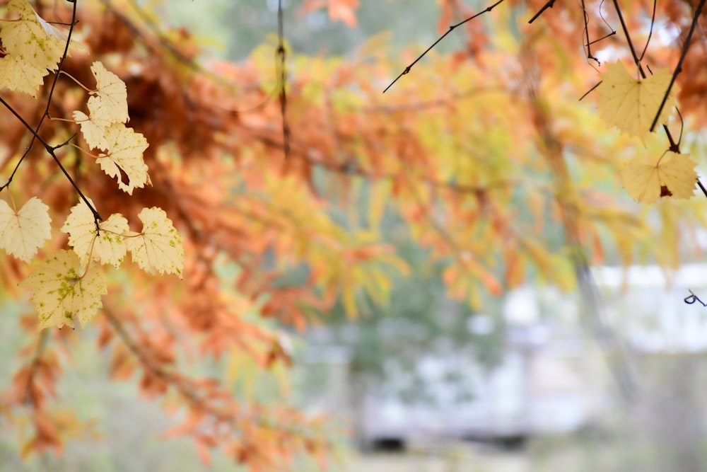 a close up of a tree with yellow leaves