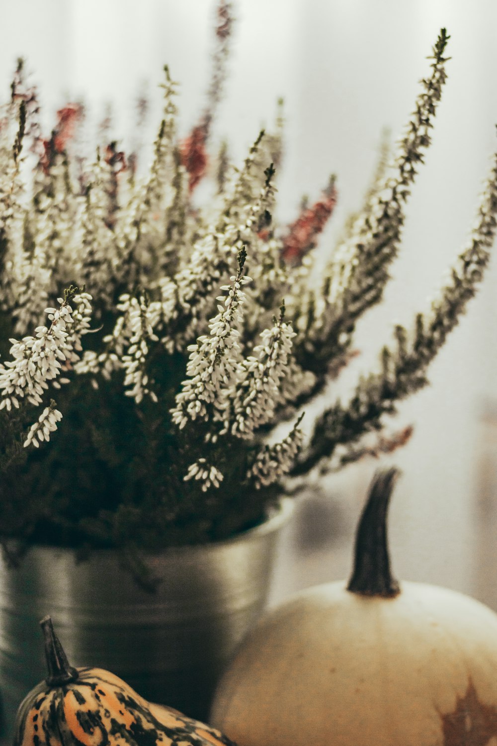 a potted plant sitting on top of a table