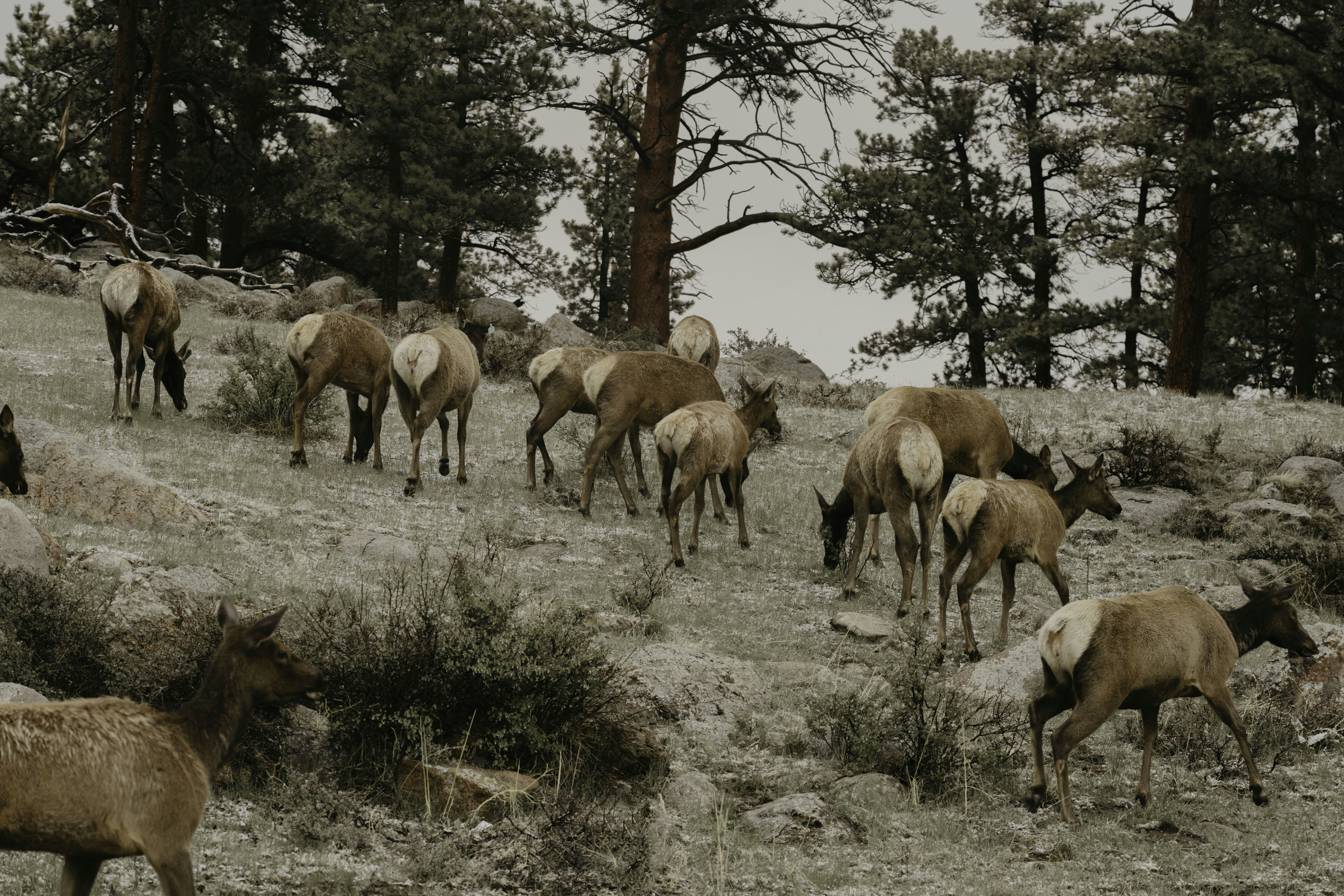 a herd of animals grazing on a grass covered hillside