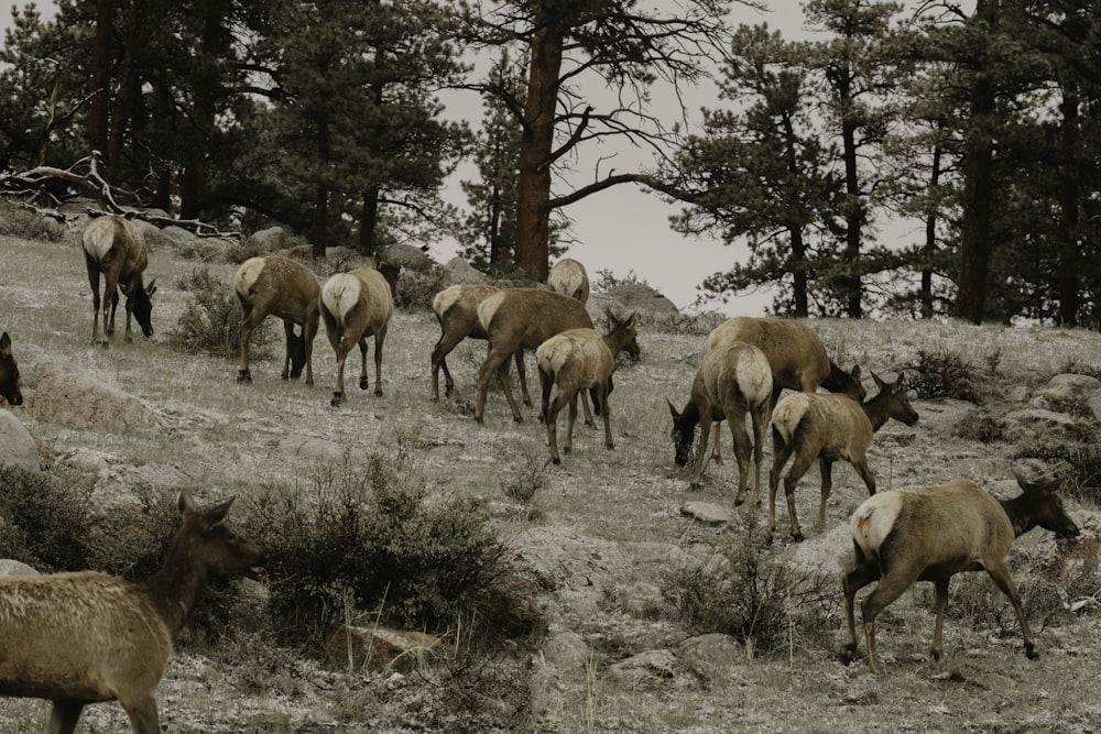 a herd of animals grazing on a grass covered hillside