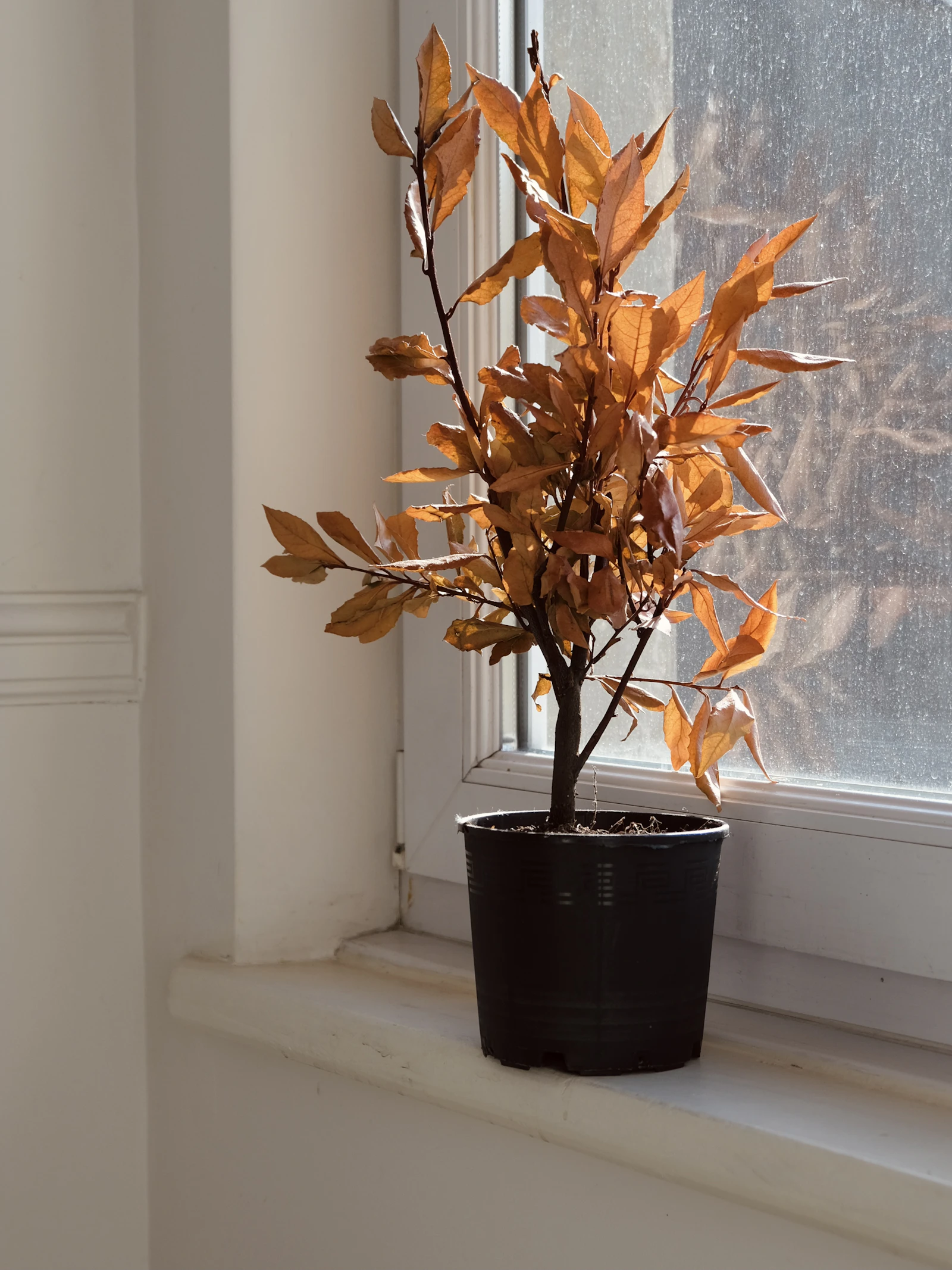 A wilted potted houseplant on a windowsill — the symptom that can mean either overwatering or underwatering