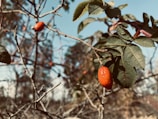 Bright orange rosehip fruits on a branch with green leaves in natural light.