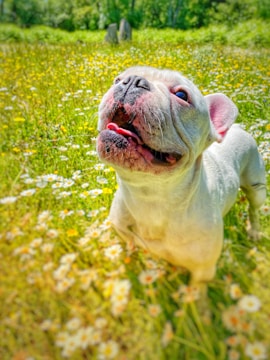 a small white dog laying on top of a lush green field