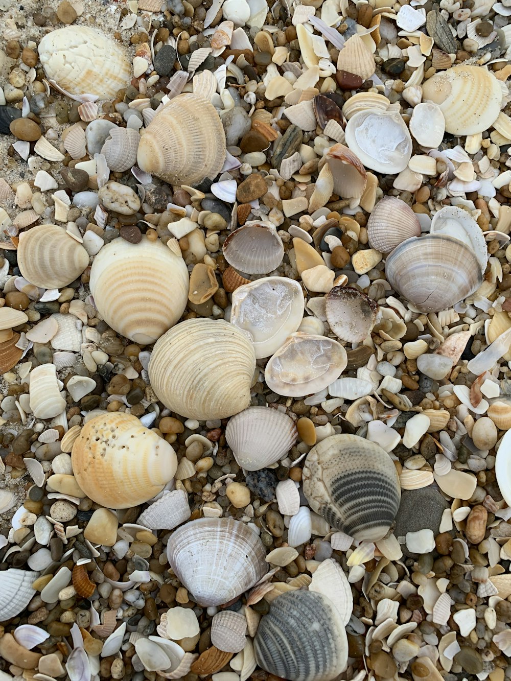 a bunch of seashells that are laying on the ground