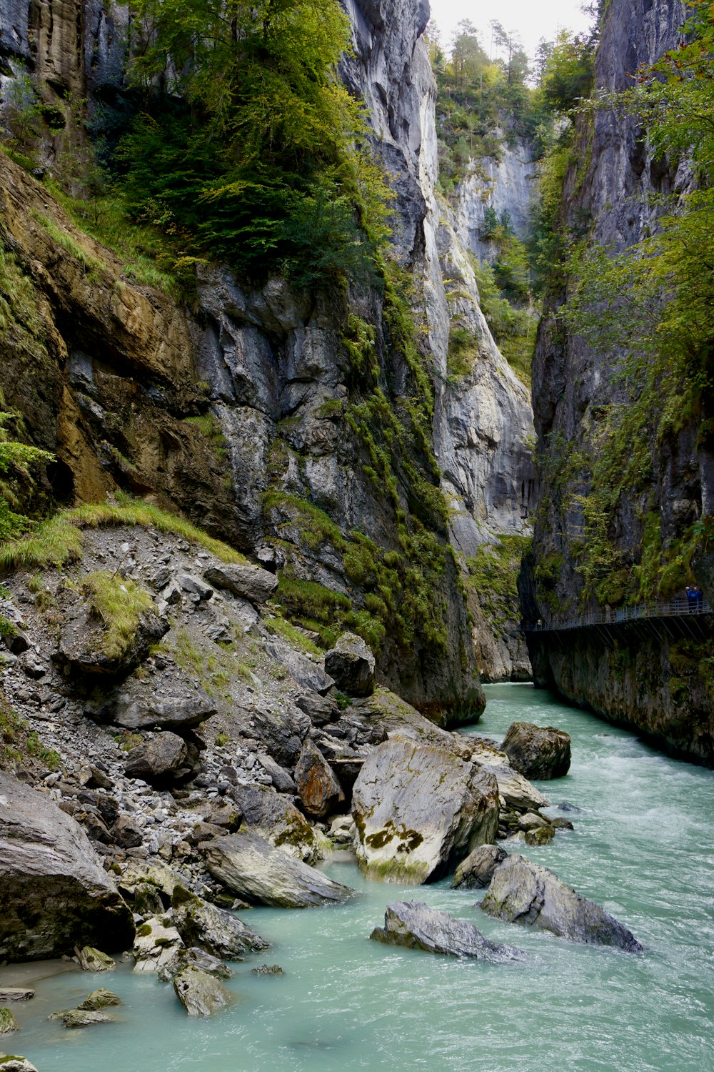 a river running through a lush green forest