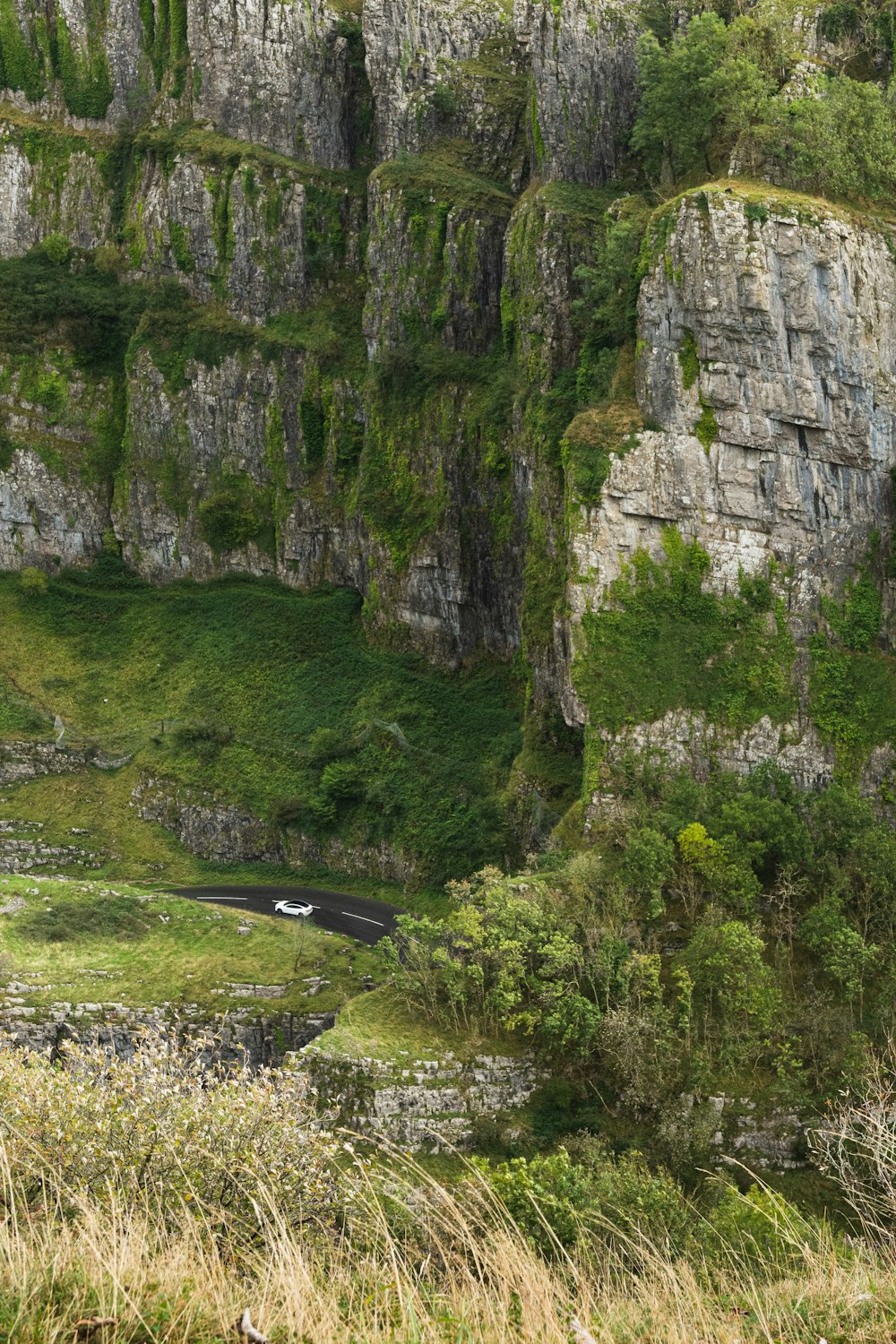 a sheep standing in the grass near a mountain