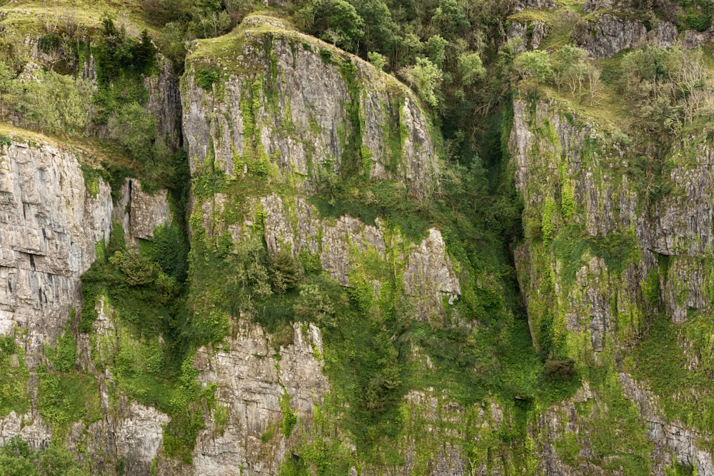 a very tall cliff with lots of green plants growing on it