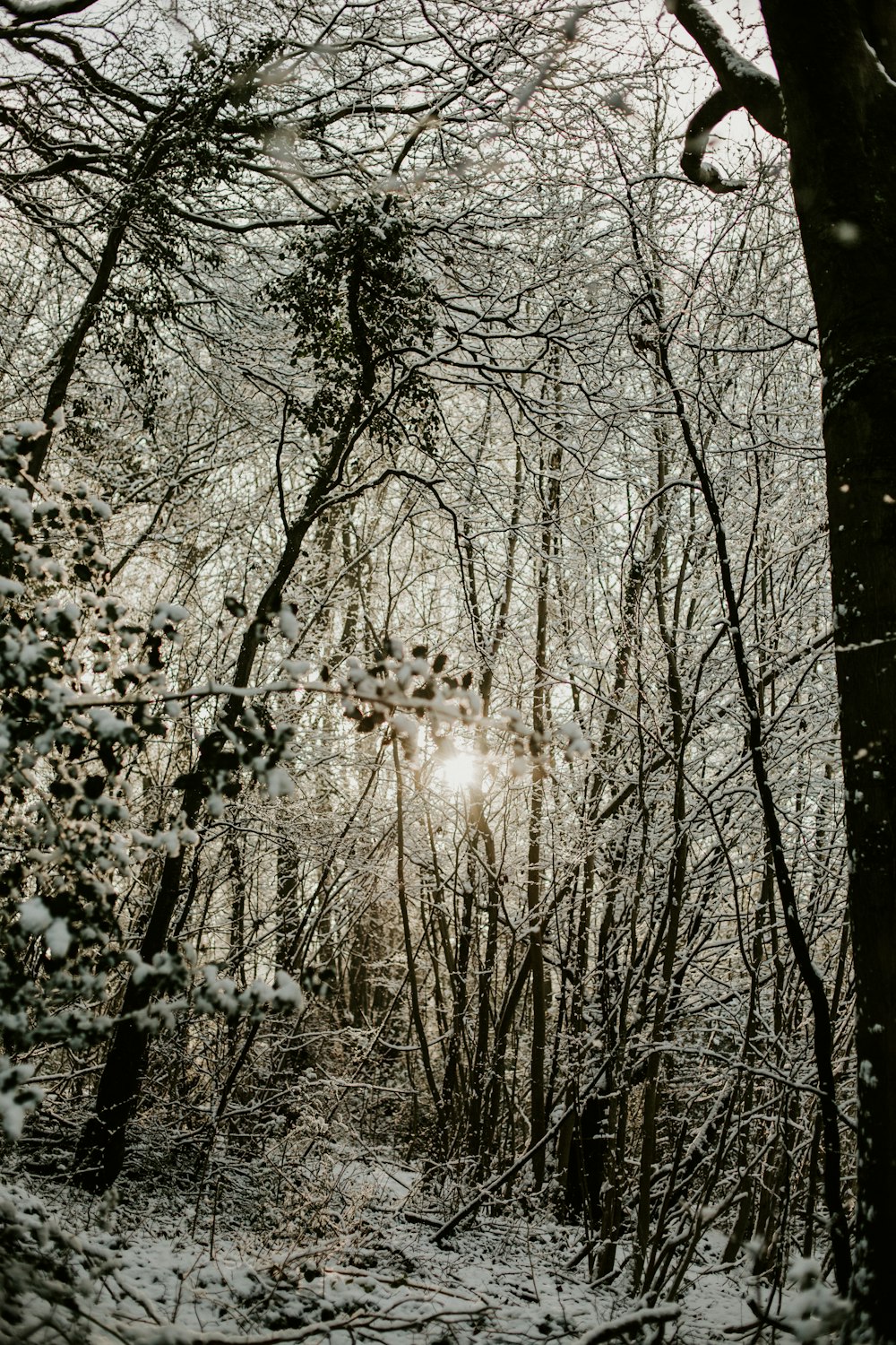 the sun shines through the trees in a snowy forest