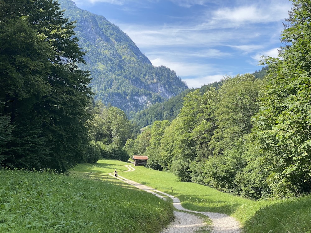 a path in the middle of a lush green forest