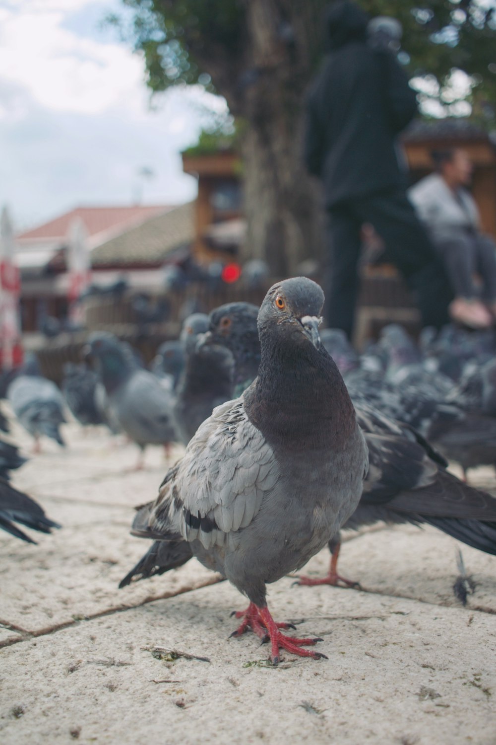 a flock of pigeons standing on a sidewalk