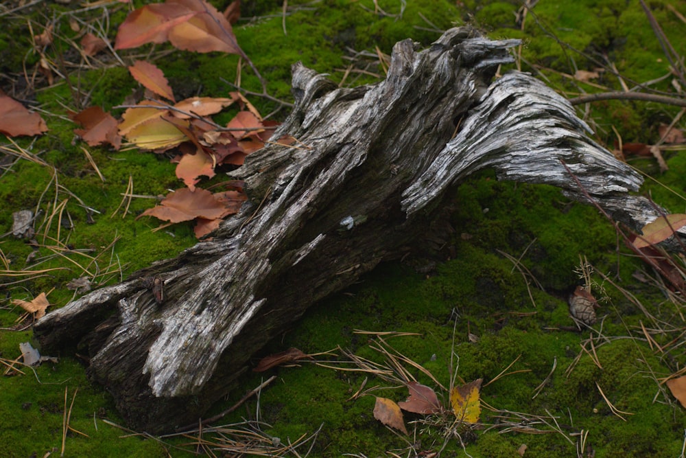 a piece of wood sitting on top of a lush green field