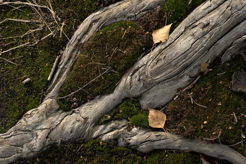 a fallen tree laying on top of a lush green forest