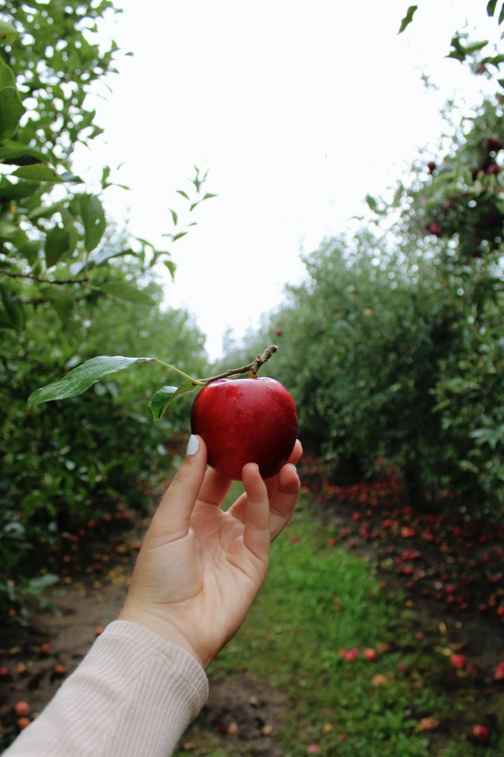 a hand holding an apple in an apple orchard