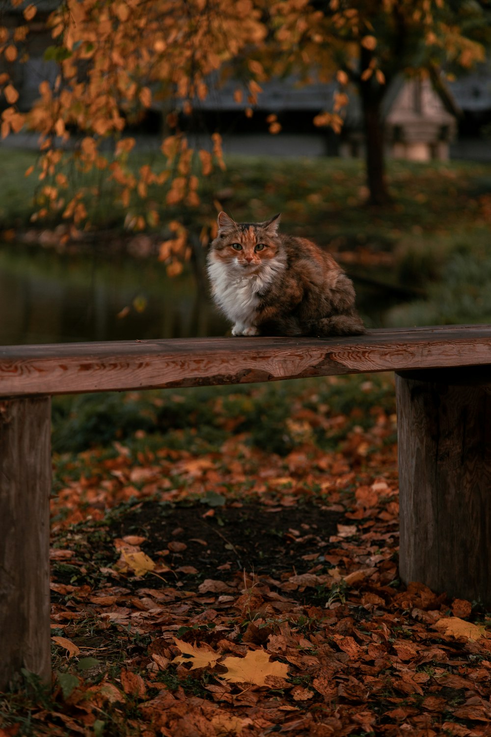 a cat sitting on top of a wooden bench