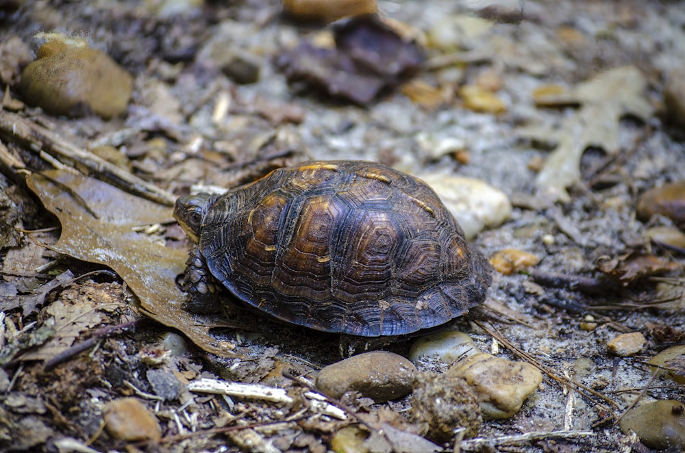 a close up of a small turtle on the ground