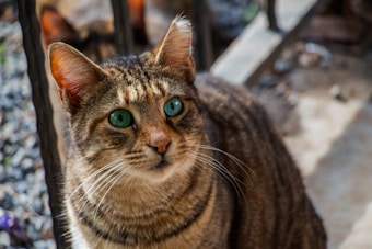 A tabby cat with striking green eyes is sitting on a porch. Sunlight highlights its fur, creating a warm, inviting atmosphere. The background includes wrought iron railings and a pebbled ground, adding texture to the scene.