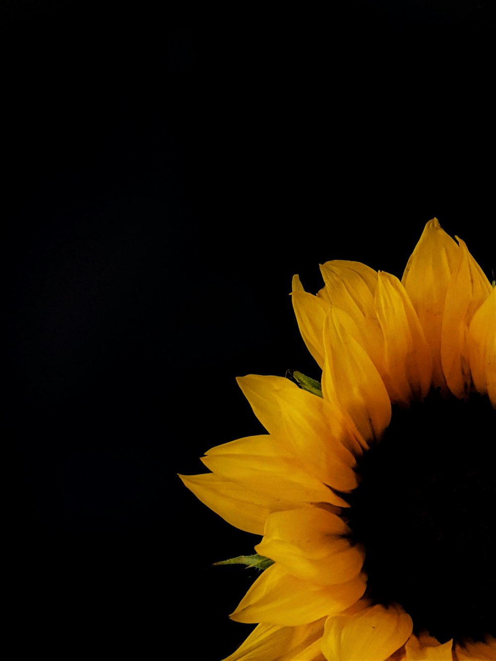 a yellow sunflower with a black background