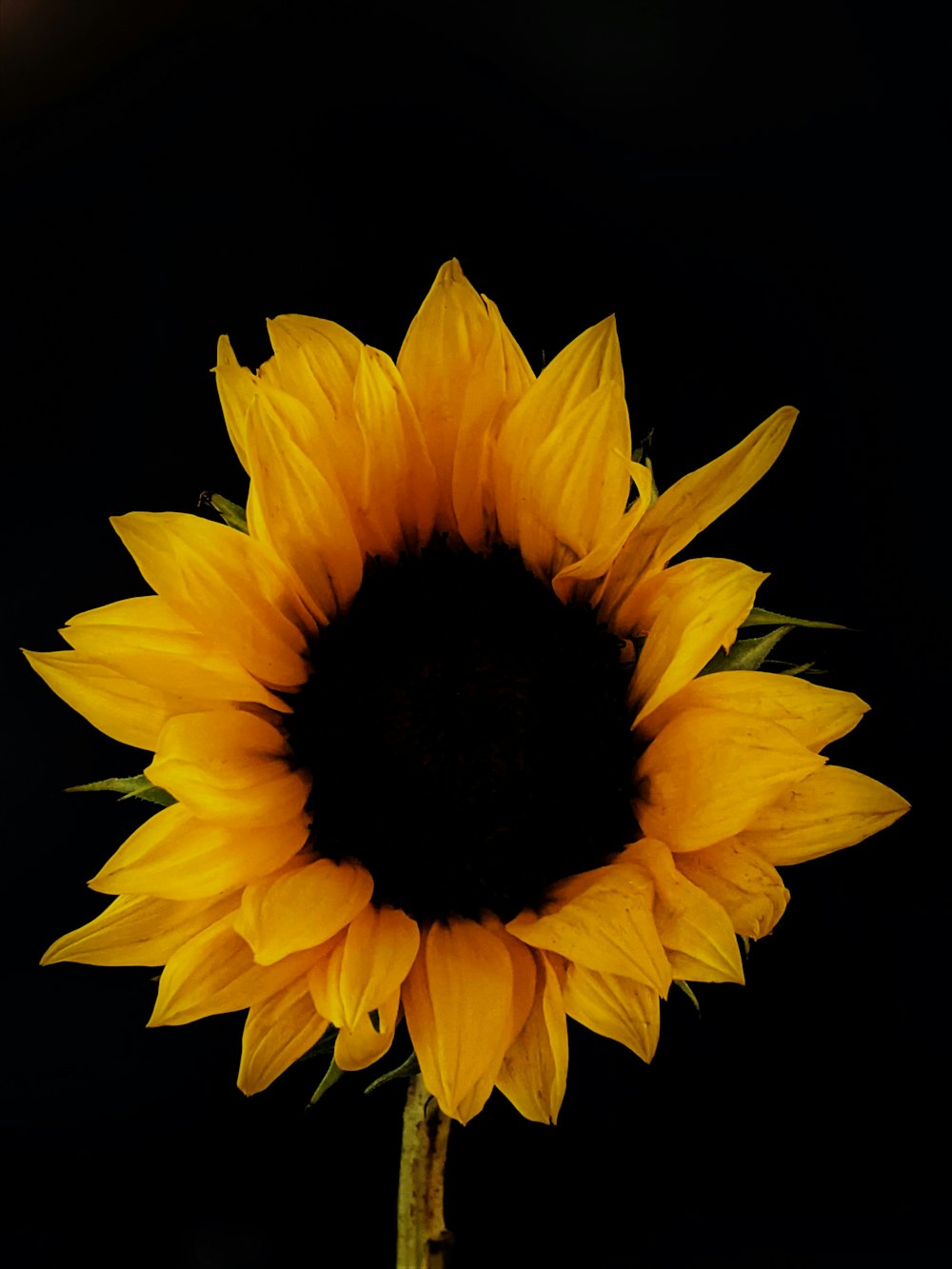 a large yellow sunflower with a black background