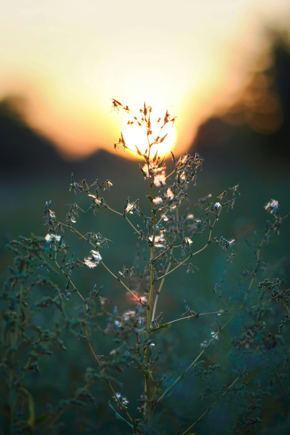 a plant in a field with the sun in the background