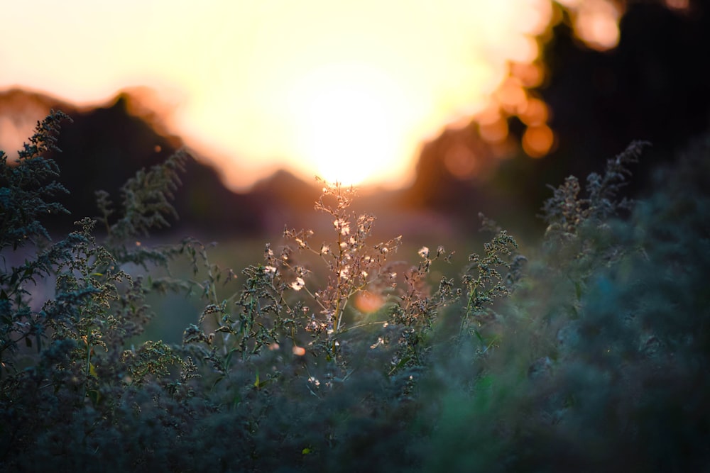 the sun is setting over a field of tall grass