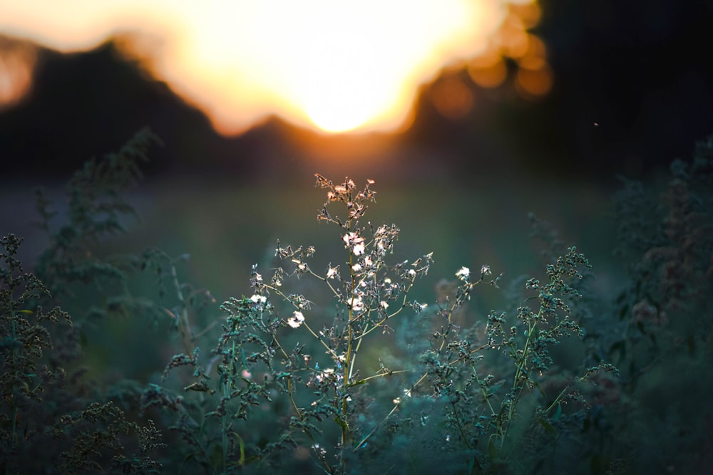 a field of grass with the sun setting in the background