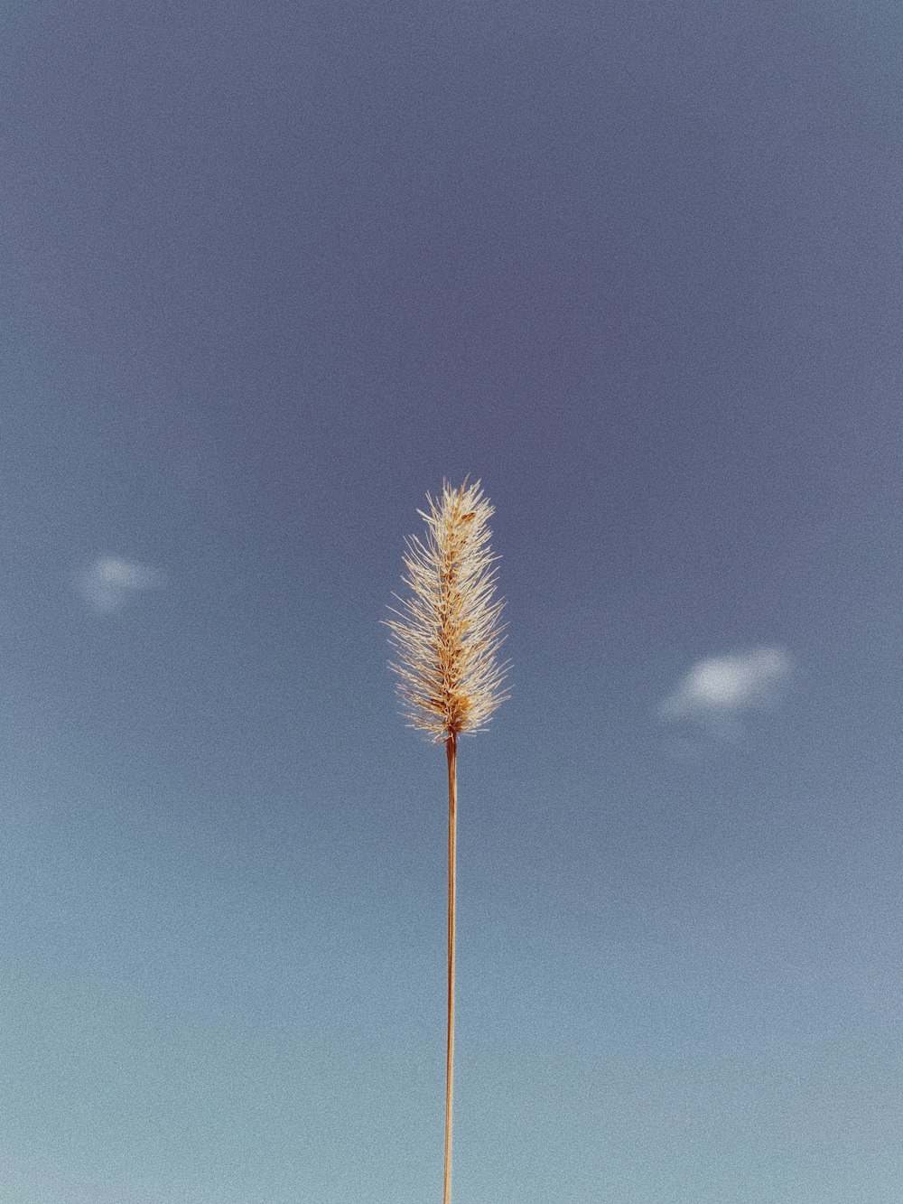 a tall grass plant in the middle of a field