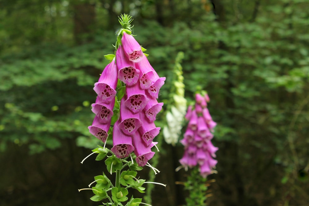 a pink flower is blooming in a forest