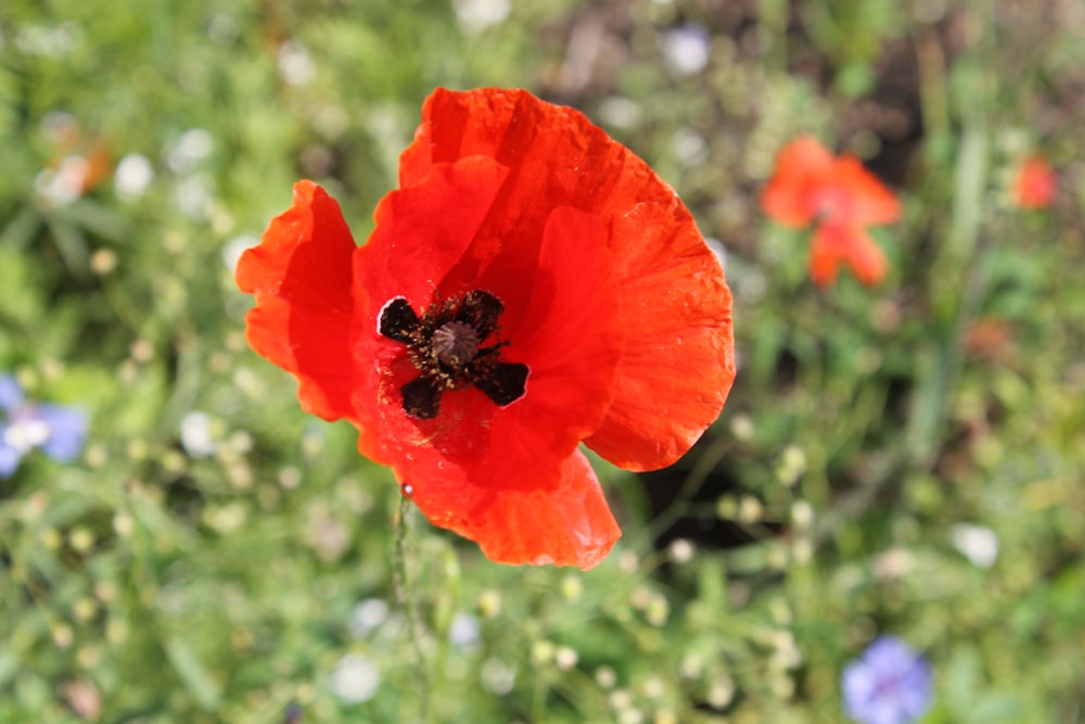 a close up of a red flower in a field