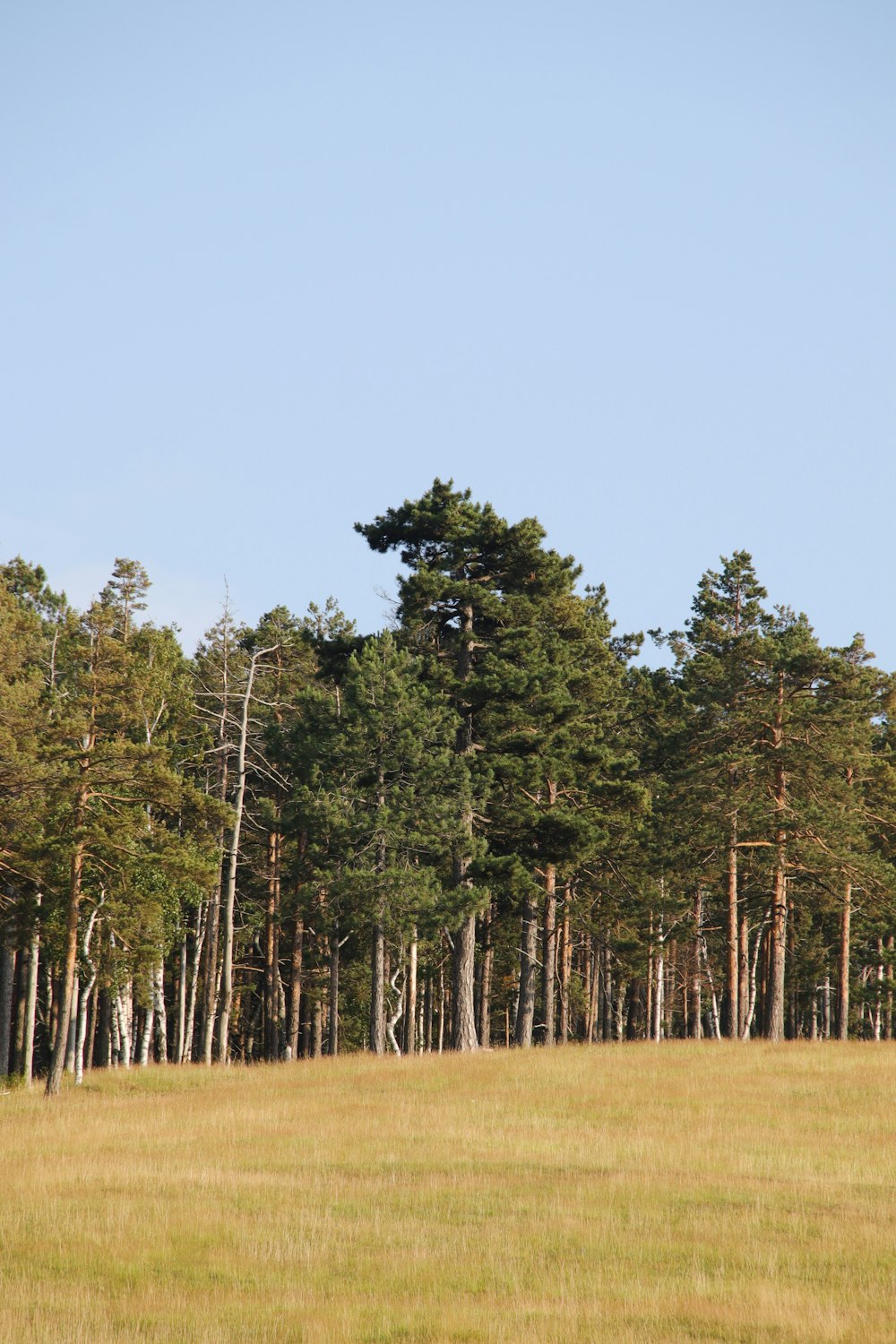 a field with trees and a blue sky in the background